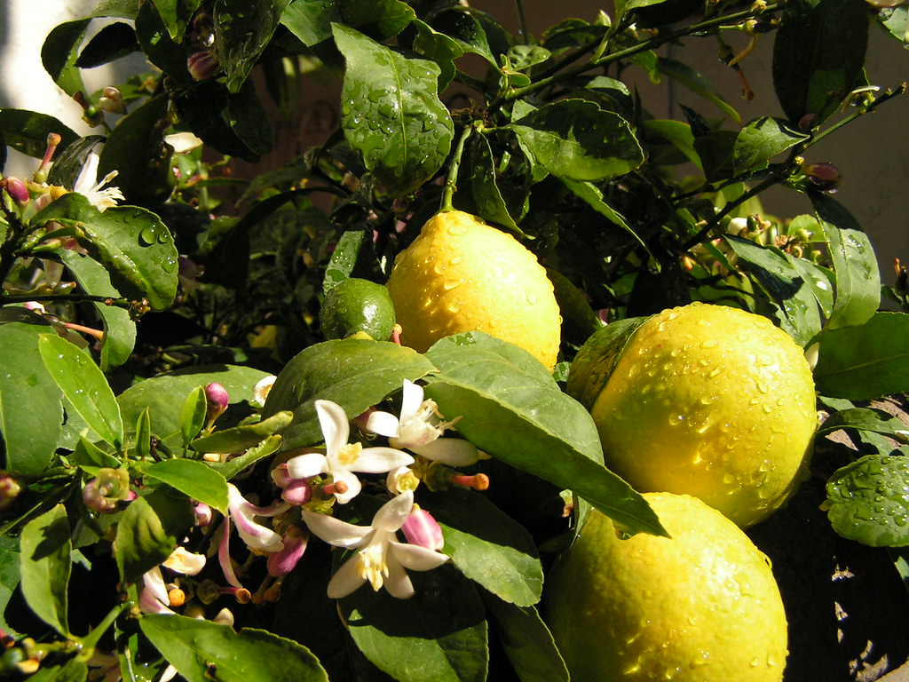 Meyer Lemons! Hurry up and ripen already! Scott Olson Flickr