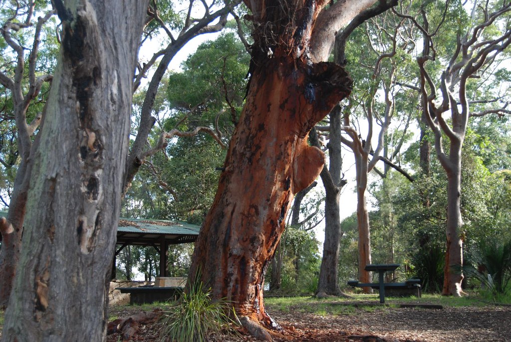Unusual Trees Peppermint Gum & Red Gum Trees dandmtalbot Flickr