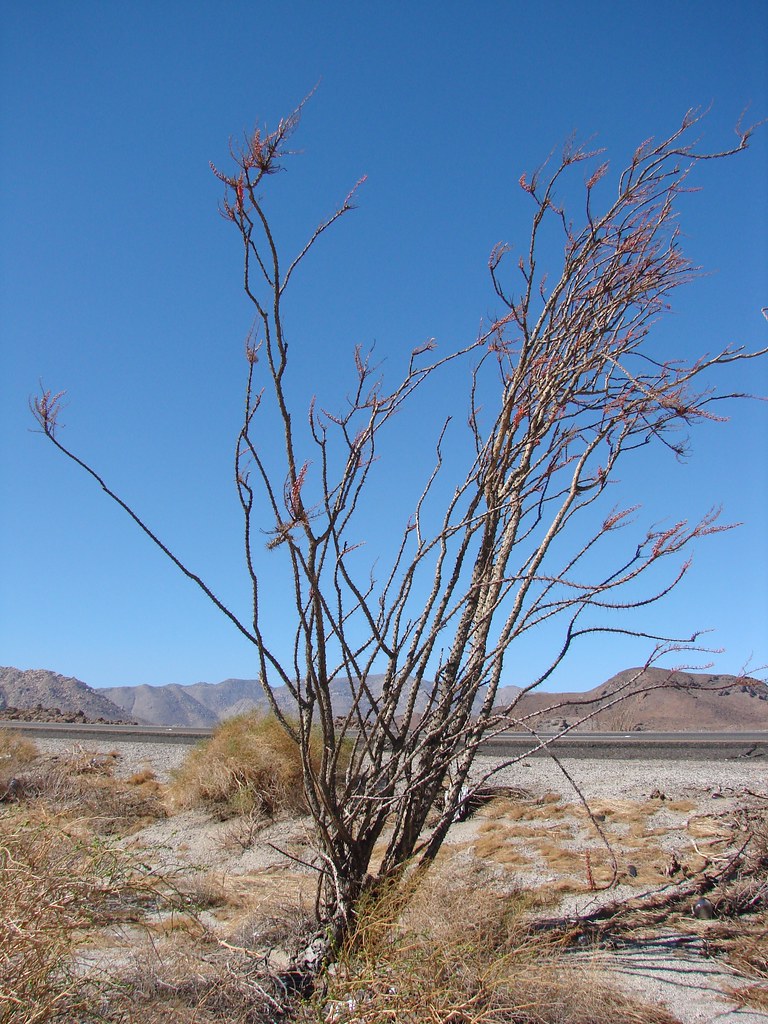 Ocotillo, Imperial County, CA An ocotillo plant, perhaps 6… Flickr