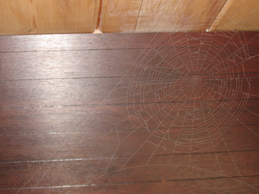 Spider web before it got vacuumed up. K Creations Photography Flickr