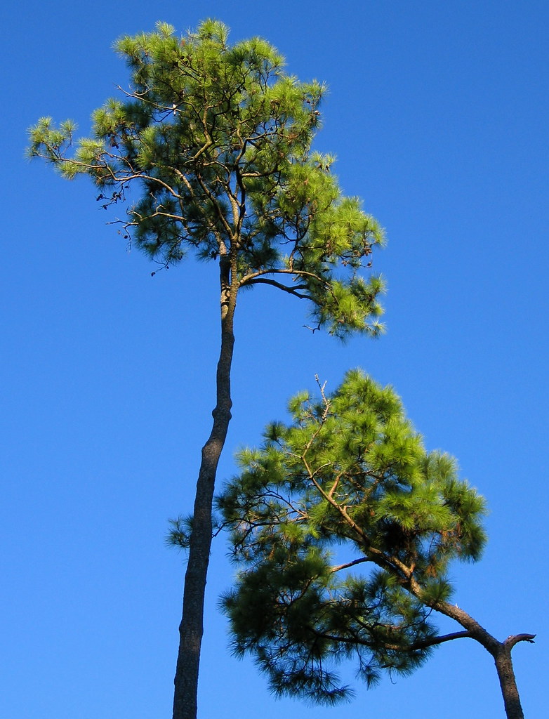 Pine Trees Piney Point, Texas, USA Elizabeth Brossa Flickr