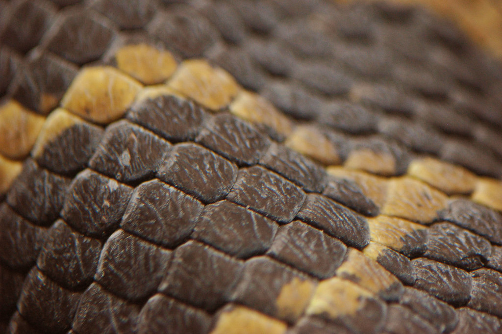 DSC_4890 Anaconda scales ohyoucrazy Flickr