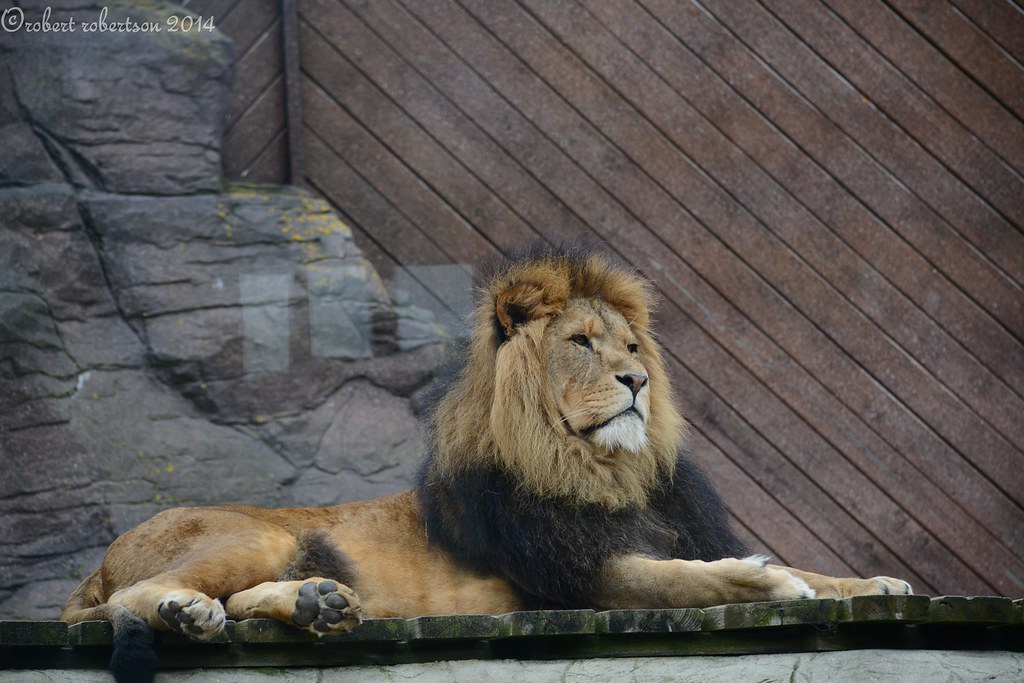 colchester zoo robert robertson Flickr