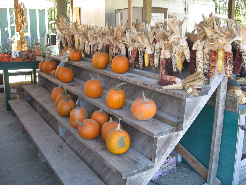 Pumpkins White's farm in Vanceboro, NC. gswiggs Flickr