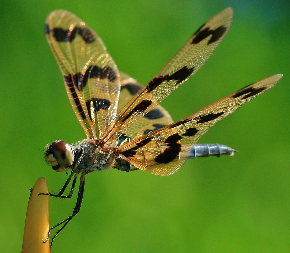 Dragonfly Wings This species is a Banded Flutterer Dragonf… Flickr