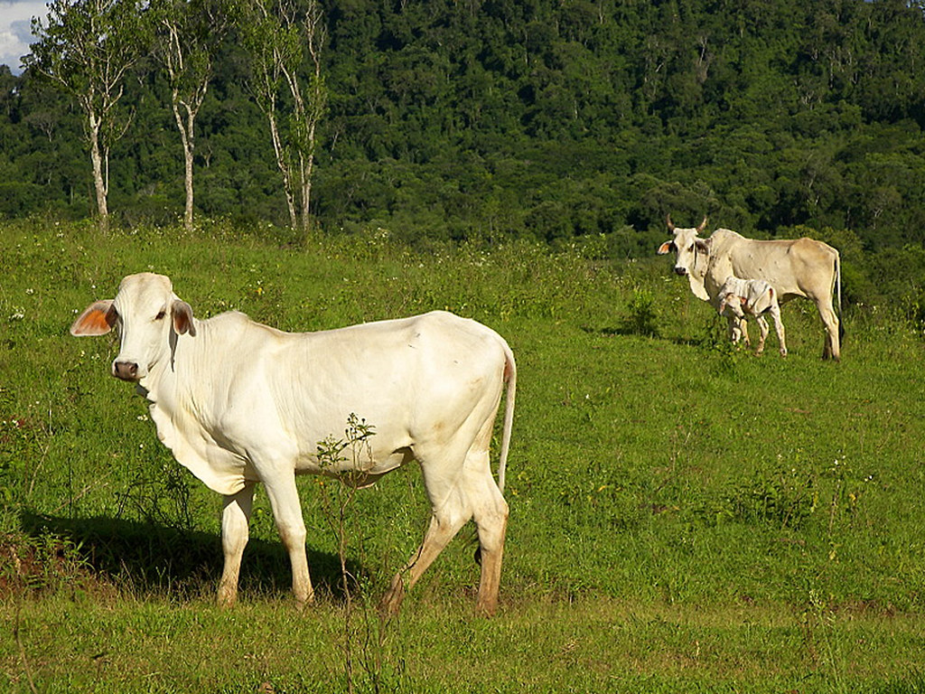 GANADO CEBÚ O BRAHMA En la localidad de El Soberbio, a ori… Flickr