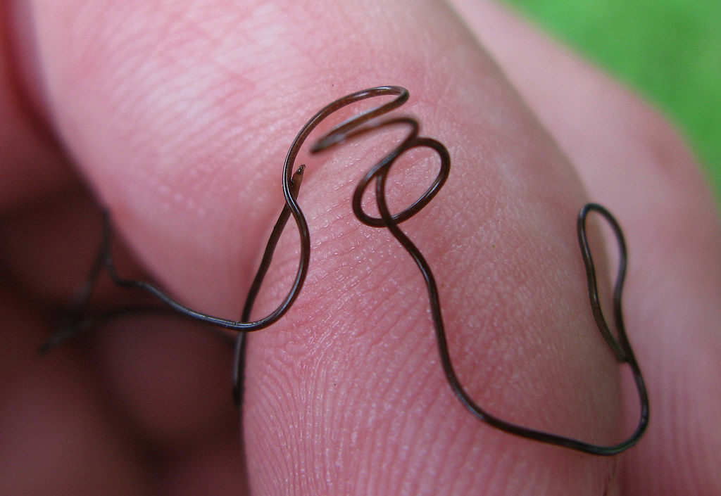 Gordian worm 3 This snaky animal was found in a bay by t… Flickr