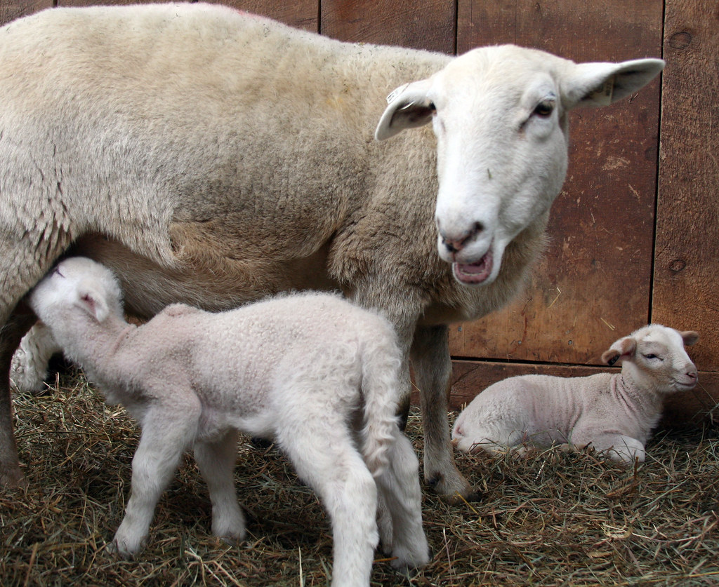 612's twin ewe lambs A 2year old Katahdin ewe with her tw… Susan S