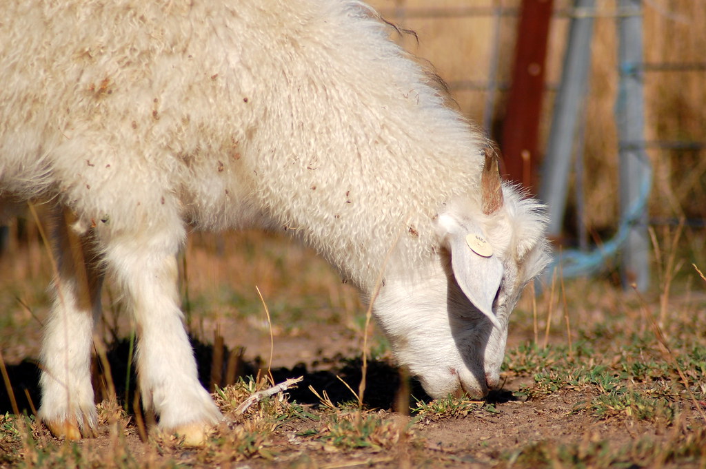 Goat Grazing Australian Cashmere goat grazing in a field. Paul