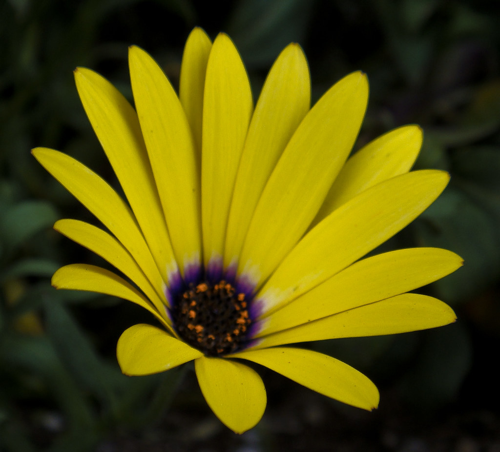 Lemon Yellow Osteospermum a photo on Flickriver