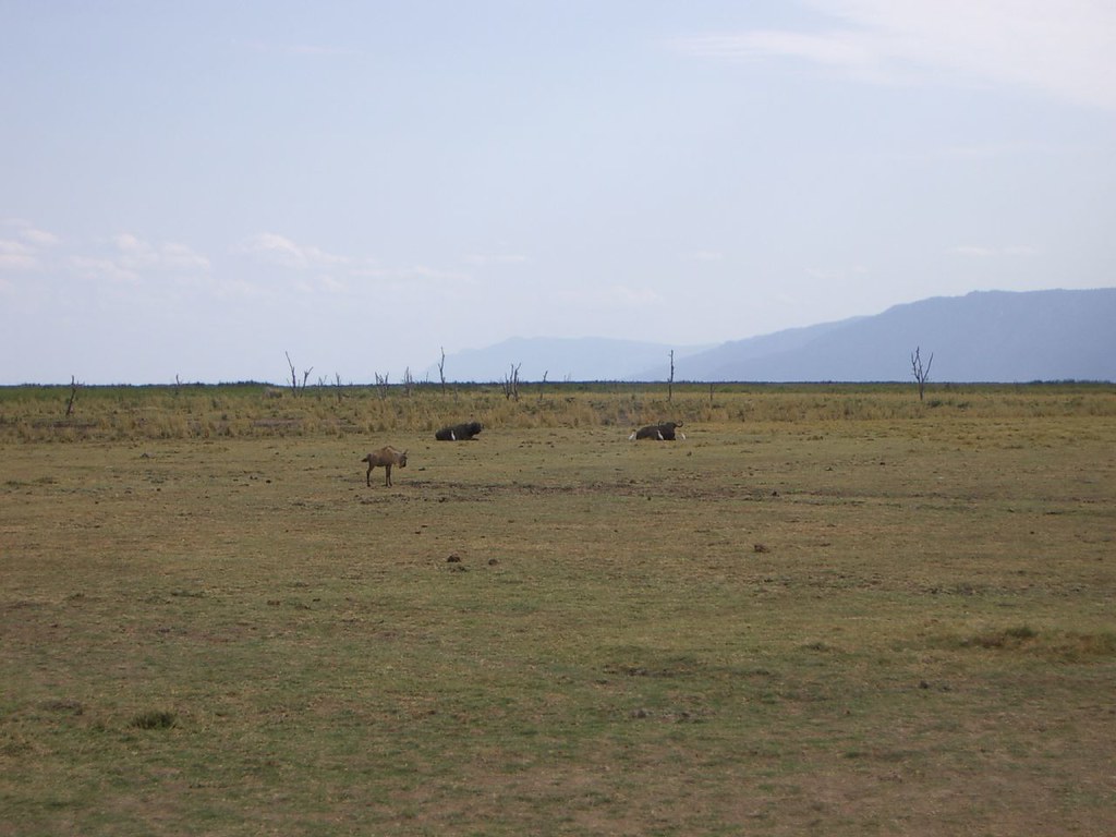 Wildebeest with water buffalo jennifer Flickr