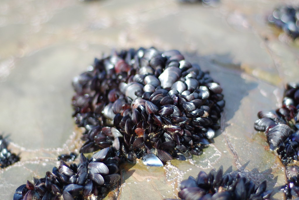 Mussels Mussels on the beach at Bude. See where this pictu… Flickr