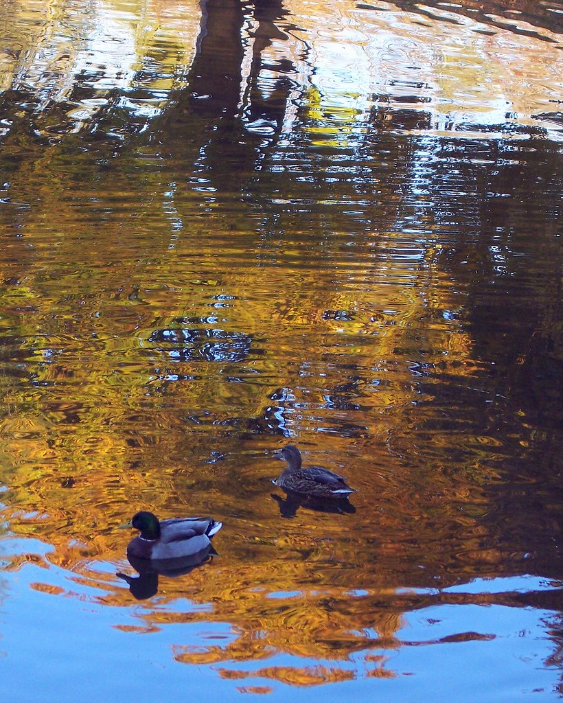 Morning Swim Patriot's Park pond, Downers Grove, Illinois Lyle Flickr