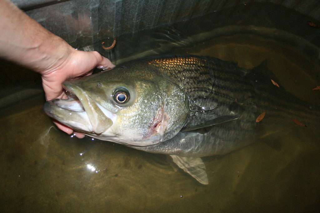 Striped Bass A big, 30lb Striped Bass (Morone saxitilis) c… Flickr