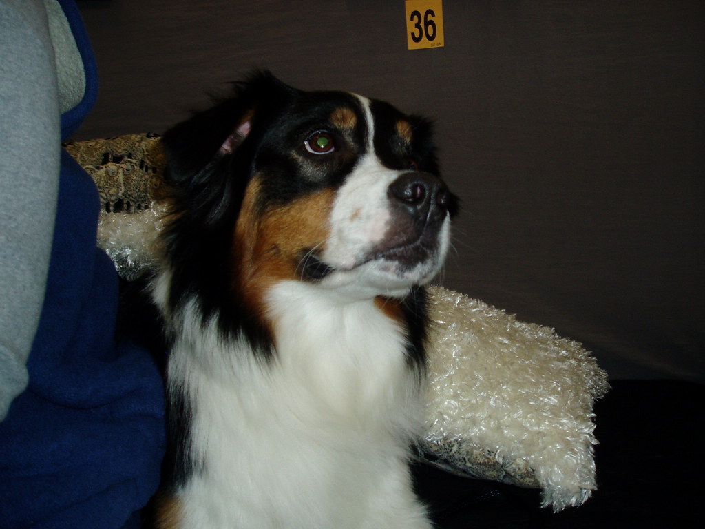 "Gotcha" Australian Shepherd at a show, from Ebbtide Kenne… Flickr