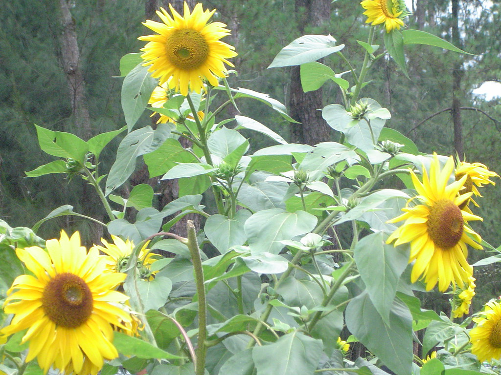 Baguio sunflowers Georwyn Victor Flickr