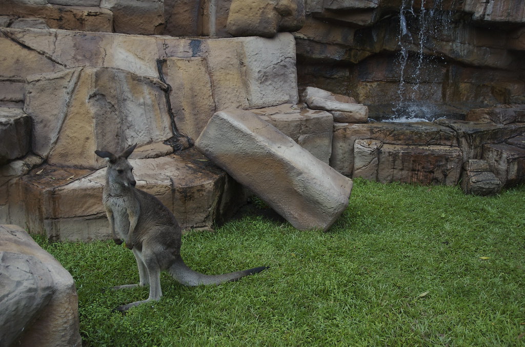 Kangaroo Australia Zoo Beerwah Queensland Australia Flickr