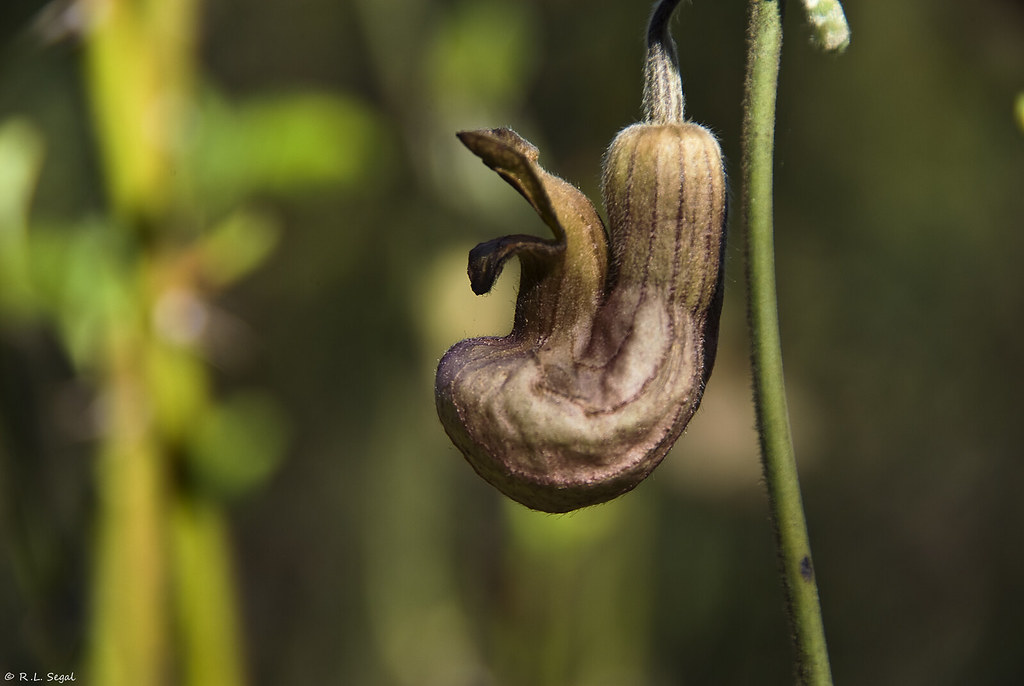Dutchman's Pipe Dutchman's Pipe (Aristolochia), is also kn… Flickr