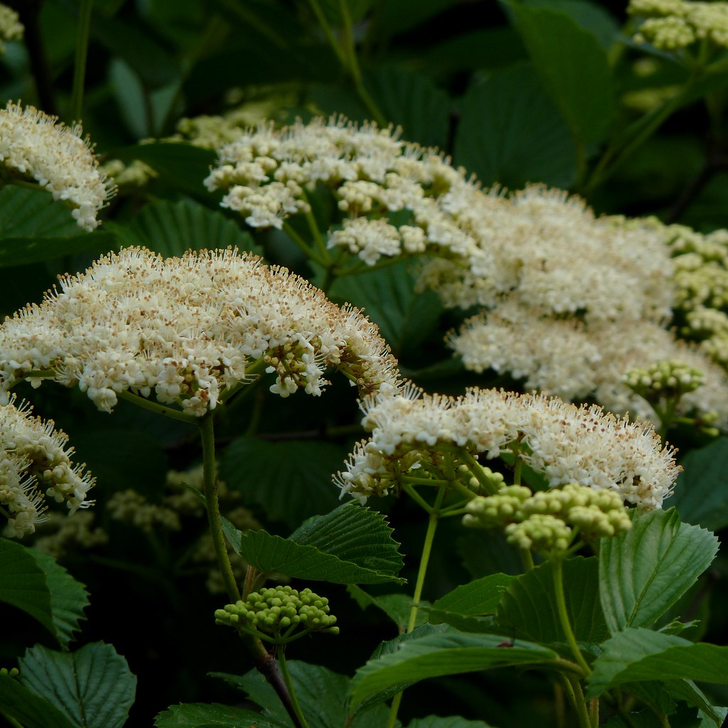 Viburnum Best match seems to be arrowwood viburnum (Viburn… Flickr