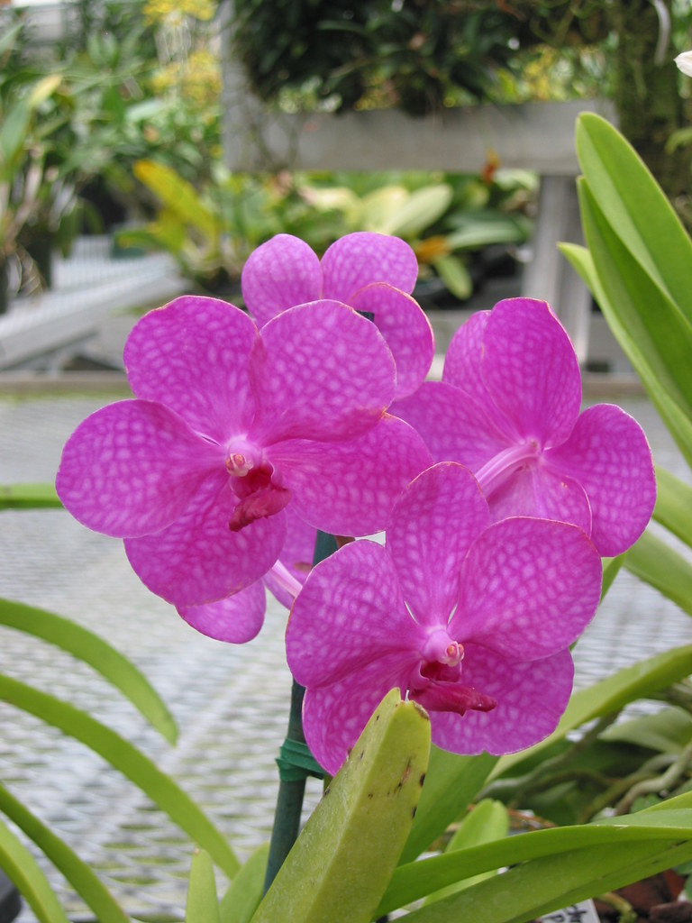 Vanda orchid Orchid Gardens & Nursery, Hawaii Yvon Maurice 5