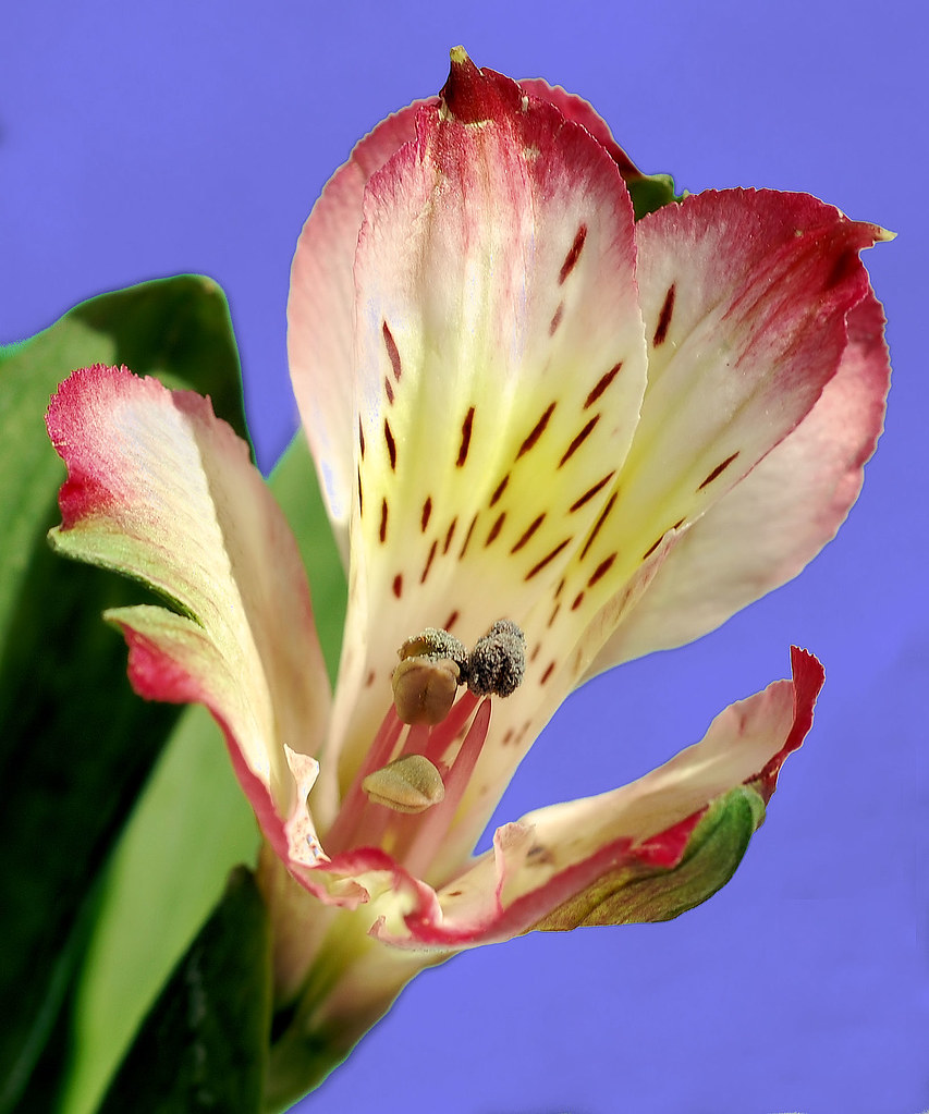 Spots Flowers at home in Boynton Beach, Florida March 01,… Flickr