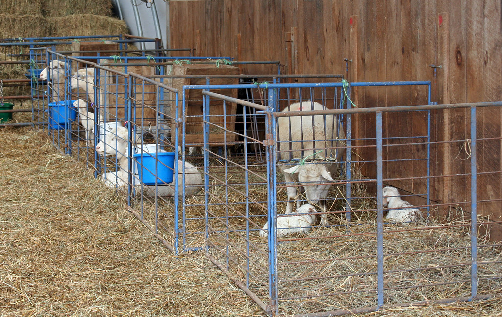 Lambing jugs After the ewes lamb, they are put into a smal… Flickr