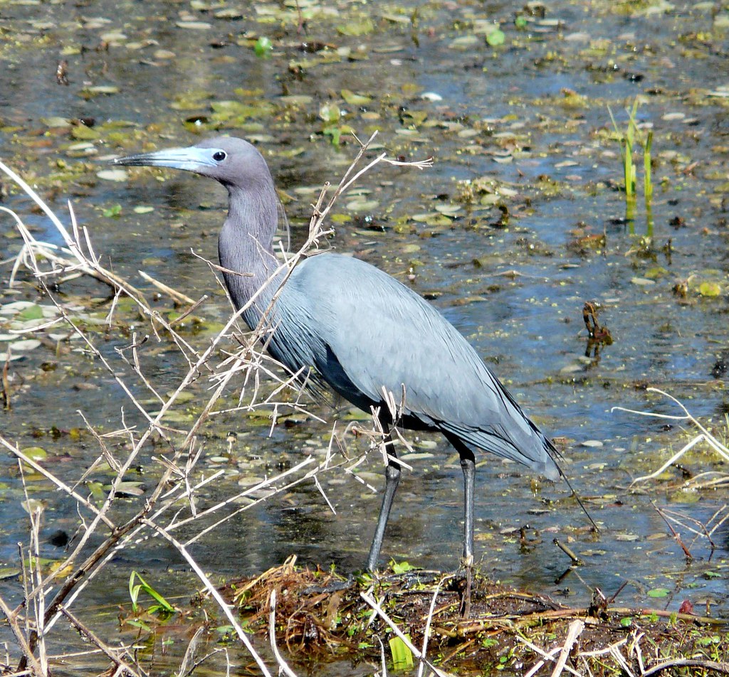 Adult Little Blue Heron. Lake Martin Rookery, ST Martin Pa… Flickr