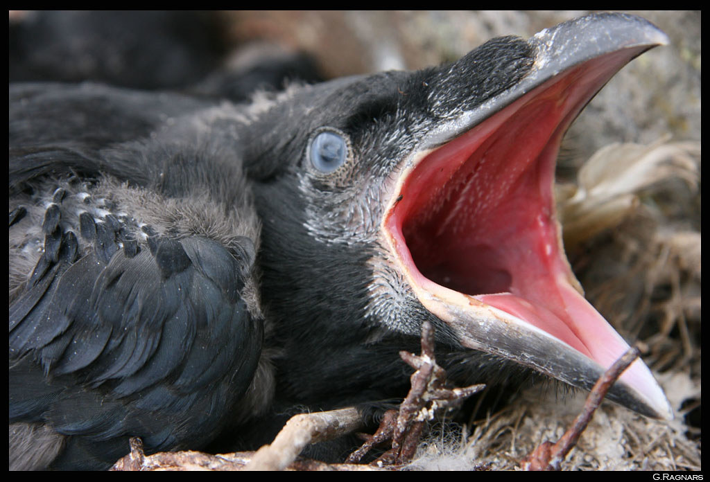 Hrafnsungi / Baby Raven One of the five baby Ravens in