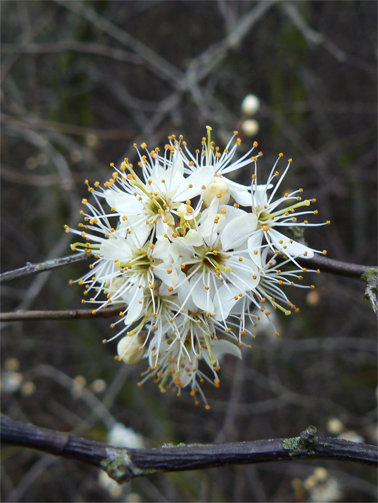 Blackthorn flowers Blossom on a blackthorn. Gareth Wilson Flickr