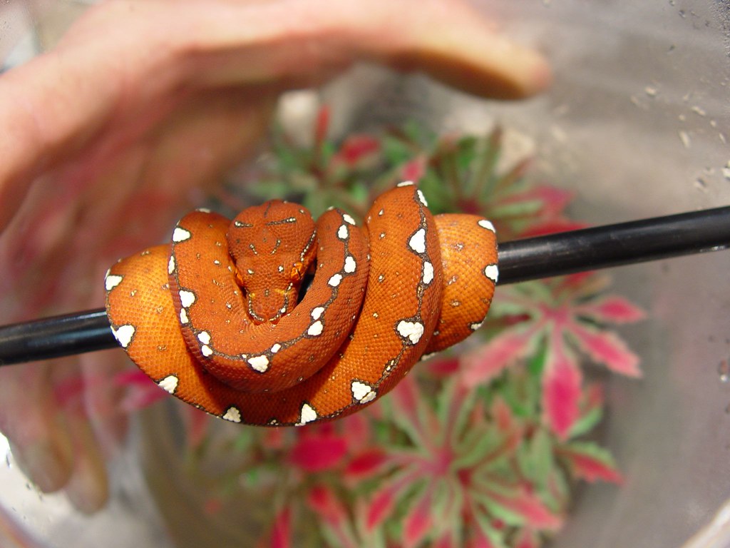 DSC04929 Baby green tree boa from Bay State Reptiles. batwrangler