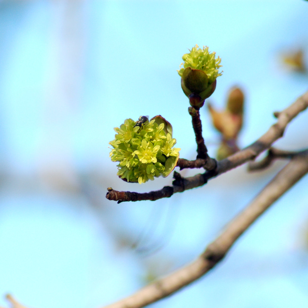 Norway Maple Bud Blossoms The Norway Maple has these delic… Flickr