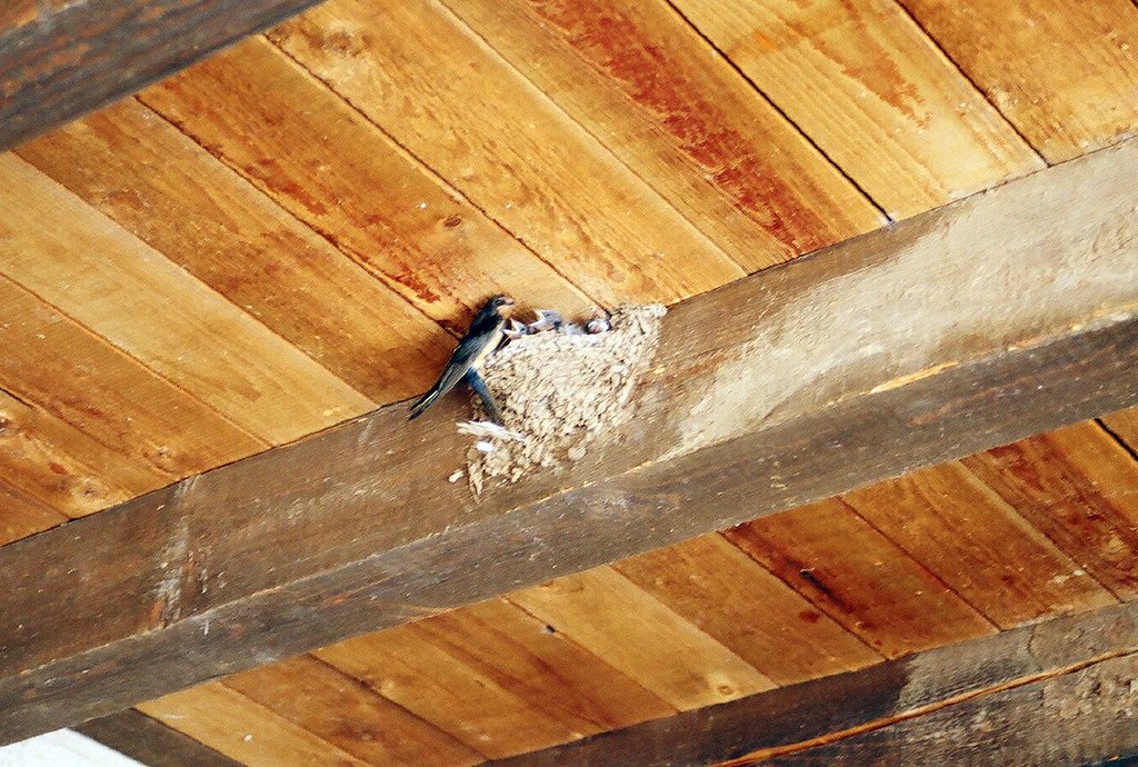 swallow nest 3 A redrumped swallow nest with 5 chicks! Helen