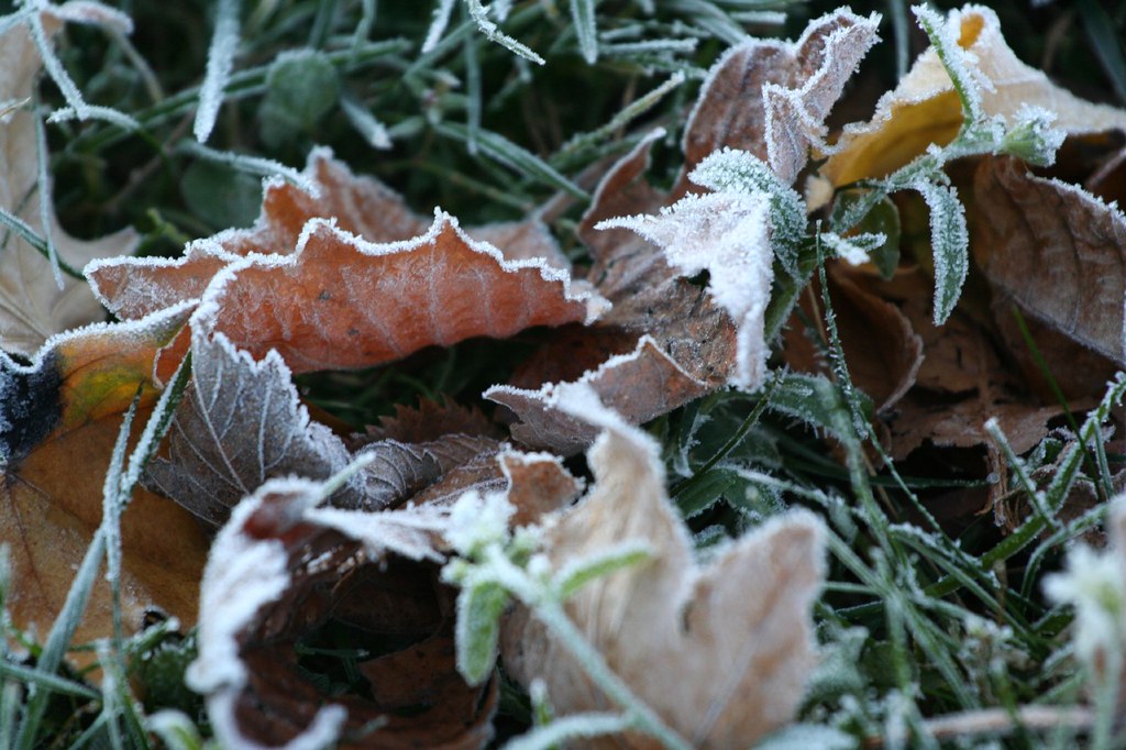 November 3, 2007 First Frost II The First covering frost o… Flickr