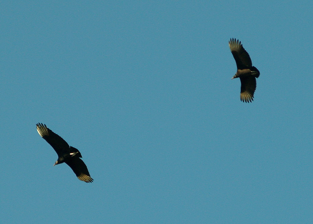 Buzzards Shot at "Parks at Cheehaw" Albany Zoo. Ray