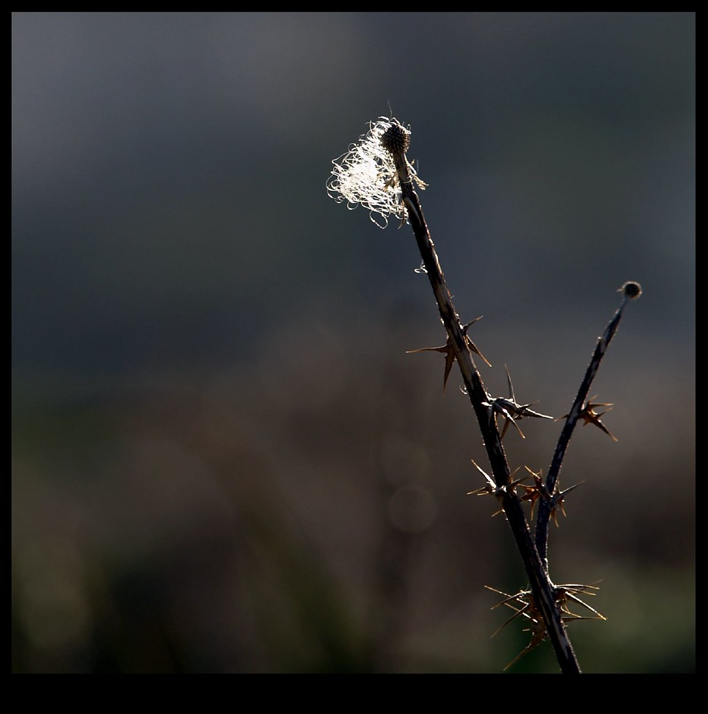 Optical fiber en.wikip… Flickr