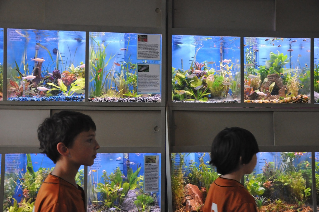 Thee Fish Bowl When the rain started, some YEA attendees f… Flickr
