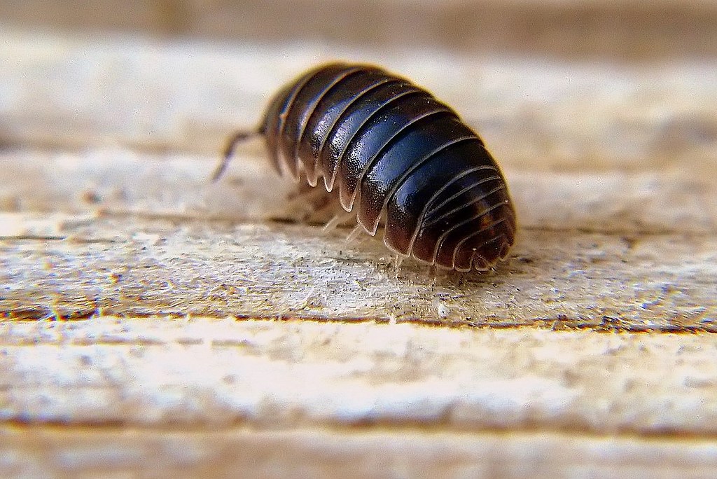 RolliePollie......IMG_5412 Everyone calls these bugs some… Flickr