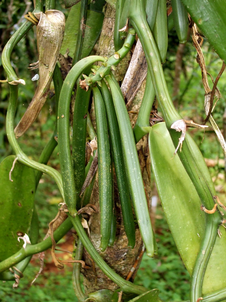 123 Vanilla Beans, Vanilla Farm Vanilla Beans, Vanilla Far… Flickr