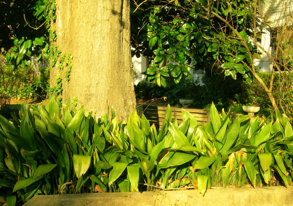 study in green View On Black Garden District Alexandria, L… Flickr