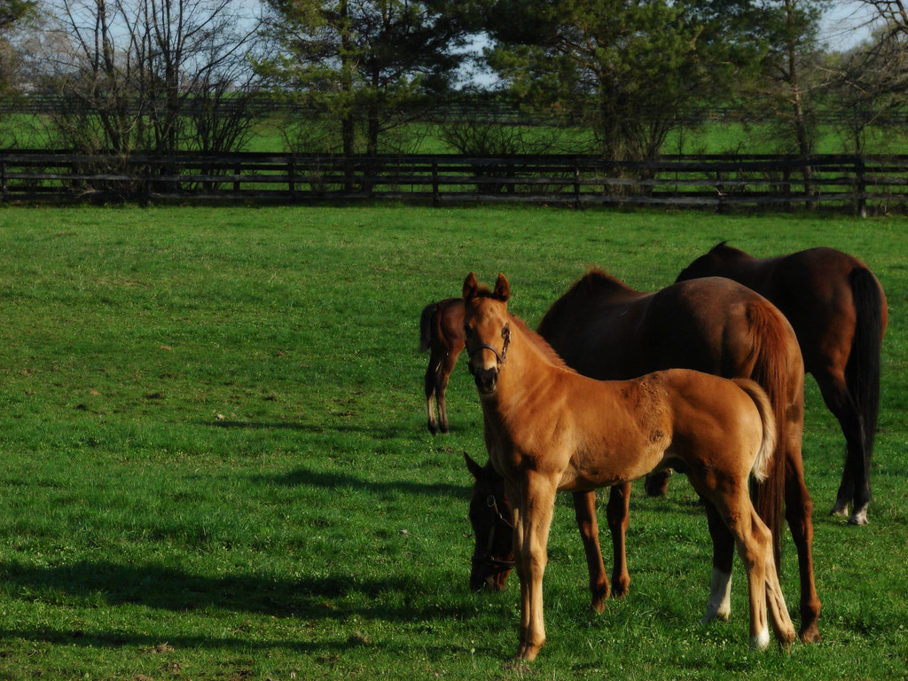 Horses(orton) Bruce MCcorrister Flickr