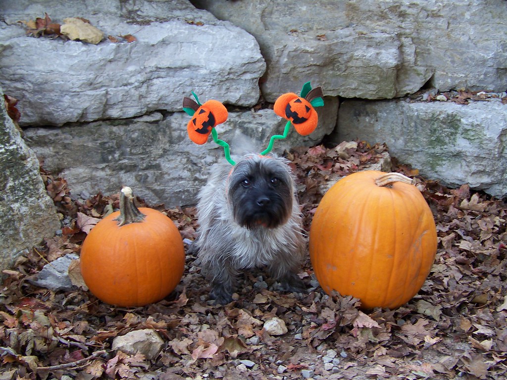 103_1640 The Dog House Kennel Flickr