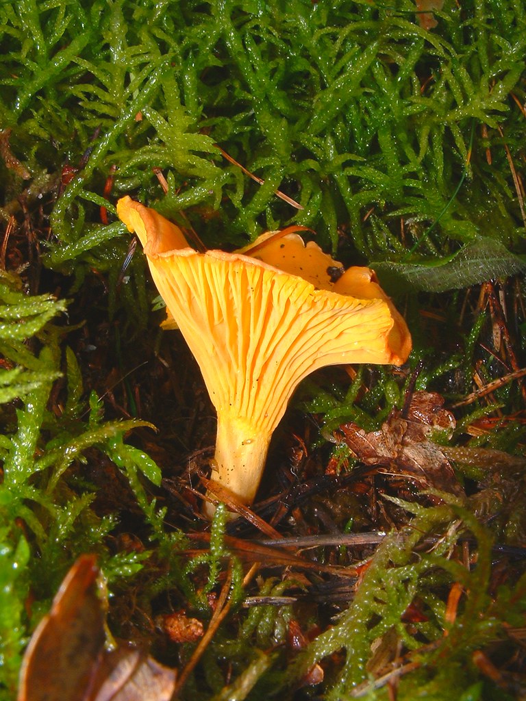 cantharellus cibarius Girolle / chanterelle (cantharellus … Flickr