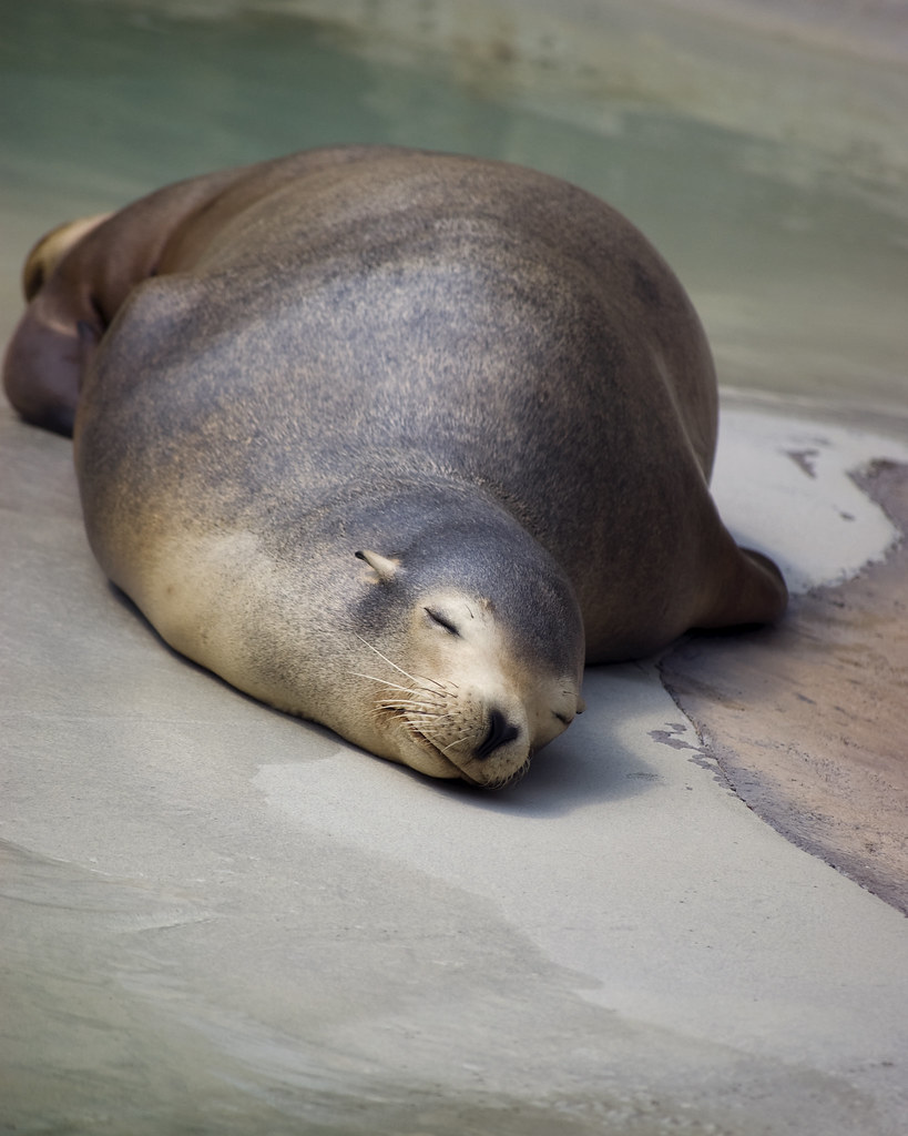Lazy Seal Sleeping Sleeping Seal at Denver Zoo phamp197x Flickr