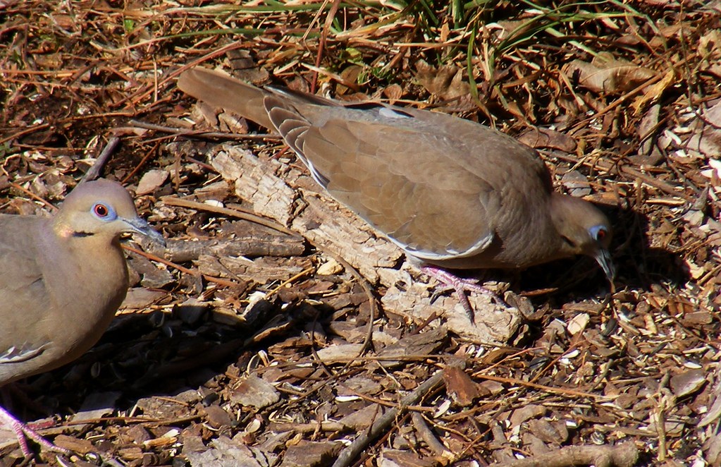 Whitewinged Doves BTW, these make good eating. asterisktom Flickr