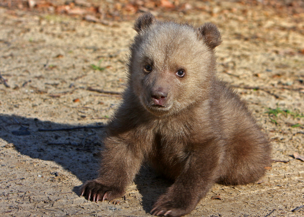 So Cute Baby Grizzly It is hard to believe that this cut… Flickr