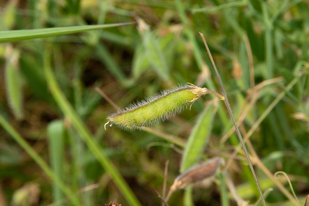 CRW_7891 ElectricEye Flickr