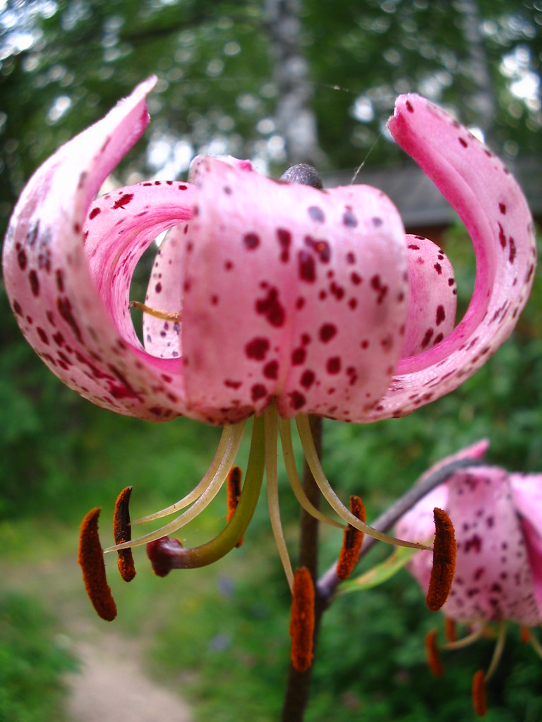 Tiger Lily, Lilium lancifolium Lauri Rantala Flickr