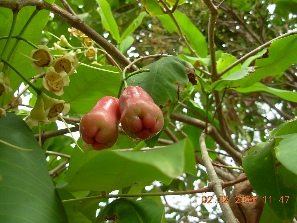 Jambu Air Syzygium aquatica, Famili Myrtaceae, (Jambu Air)… Flickr