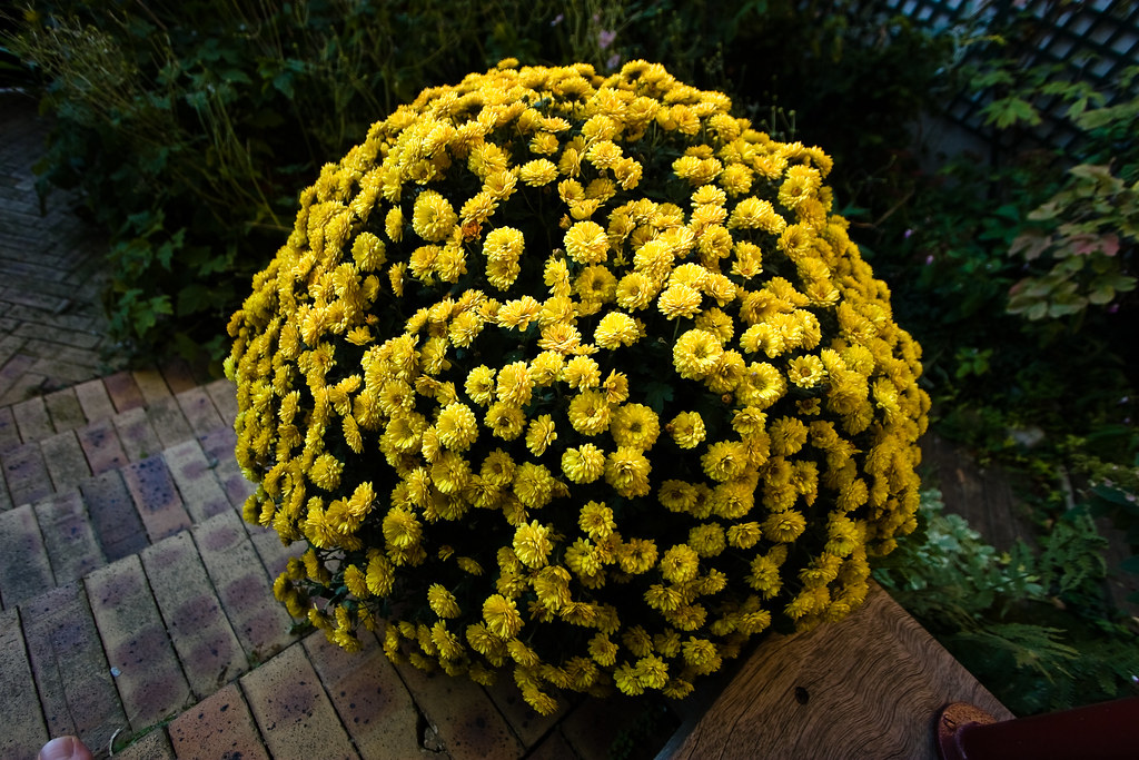 Big, yellow, different This big yellow ball of flowers bel… Flickr