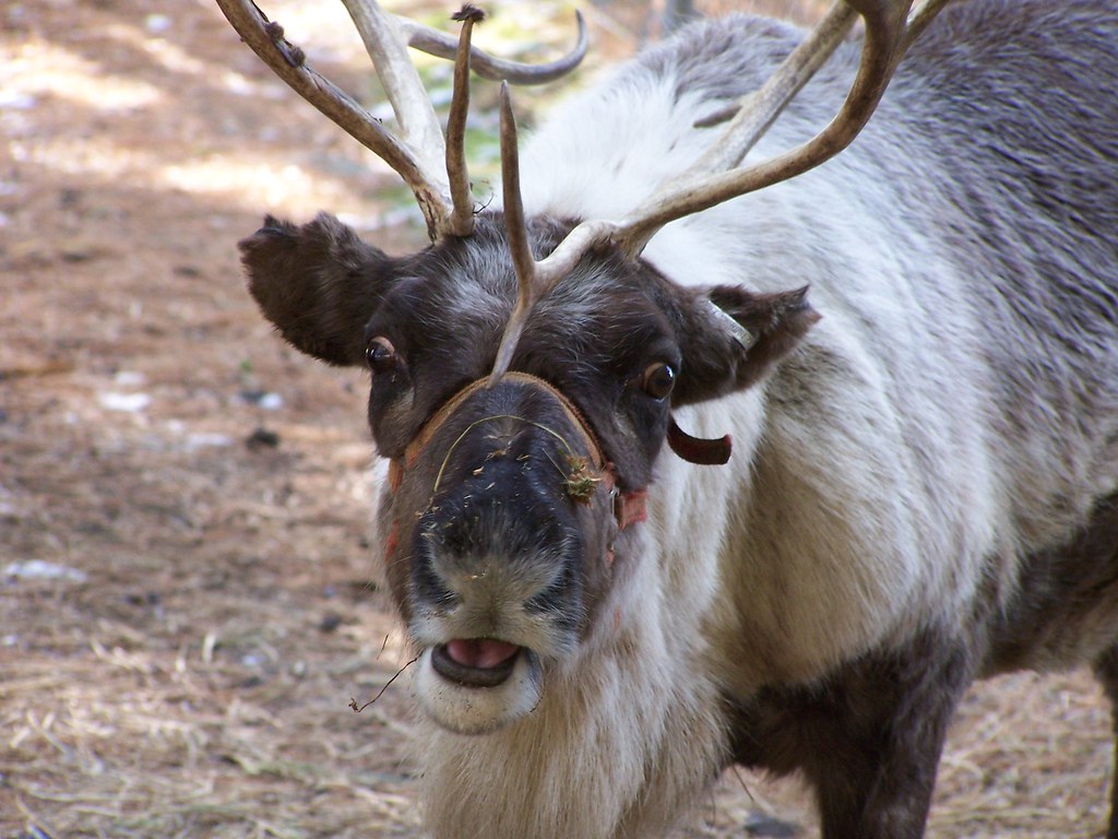 Reindeer at CaPaul's Christmas Tree Farm Cathy StanleyErickson Flickr